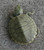 Geographic Map Turtle