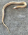 Albino Garter Snake for sale 