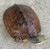Yellow Pond Turtle for sale 