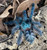 Antilles pinktoe tarantula for sale (Caribena versicolor)