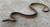 White Lipped Pythons for sale