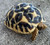 Sri Lankan Tortoises for sale (Geochelone elegans sb.)