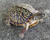 Ornate Box Turtles for sale | Snakes at Sunset