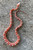 Scaleless Corn Snake (Elaphe guttata) for sale 