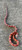Sunkissed  OKEETEE Corn Snake for sale (Pantherophis guttata)