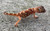 Namibian Sand Gecko for sale (Chondrodactylus angulifer)