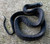 Texas Indigo Snakes for sale (Drymarchon melanurus erebennus)