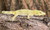 Bauer's Chameleon Gecko for sale ( Eurydactylodes agricolae)
