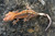 Cappuccino Crested Gecko for sale (Rhacodactylus ciliarus)