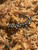 Kurdistan Newt (Neurergus derjugini) for sale Kurdistan Newt (Neurergus derjugini) for sale
