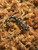 Kurdistan Newt (Neurergus derjugini) for sale Kurdistan Newt (Neurergus derjugini) for sale