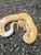 Coral Glow Piebald Ball Python for sale (Python regius) #1