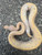 Coral Glow Piebald Ball Python for sale