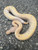 Coral Glow Piebald Ball Python for sale (Python regius) #2