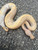 Coral Glow Piebald Ball Python for sale