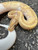 Coral Glow Piebald Ball Python for sale