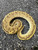Funky Ball Python for sale