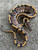 Yellowbelly Ball Python  for Sale (Python regius) 