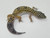 Adult Leopard Geckos for sale