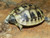 Hermanns Tortoise for sale