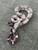 Suriname Red Tail Boas for sale (Boa constrictor constrictor)