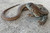 Giant Butterfly AGamas! 