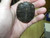 Black Mountain Tortoises for sale