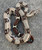 Colombian Boa ConstricTor for sale