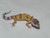 Baby Leopard Geckos for sale