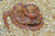 Albino Mosaic Florida King Snake for sale