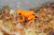 Golden Mantella for sale