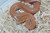 Albino African House Snakes for sale (Lamprophis fuliginosus) males only