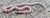 Ghost Florida King Snake for sale