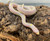 California King Snake for sale  (Lampropeltis getula) - Albino Striped