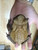 Bufo guttata for sale  - Red Sided Toad for sale | Snakes at Sunset