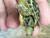 Baby Russian Tortoises for sale (Testudo horsefieldi)