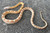 Gold Dust Corn Snake for sale (Pantherophis guttata)