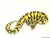 Pastel Yellow Belly Ball Python for sale | Snakes at Sunset