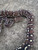 Angolan Pythons for sale (Python anchietae)