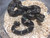 Longicauda Boas for sale (Boa constrictor longicauda)