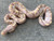 Pastel Coral Glow Ball Python for sale | Snakes at Sunset