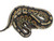 Cinnamon Ball python for sale | Snakes at Sunset
