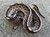 Cinnamon Ball Pythons for sale (Python regius)
