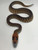 Woma Pythons for sale | Snakes at Sunset