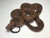 Leopard Boas for sale | Snakes at Sunset