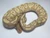 Coral Glow Mojave Ball Python for sale | Snakes at sunset