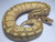Coral Glow Butter Ball Python for sale | Snakes at sunset