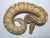 Coral Glow Butter Ball Python for sale | Snakes at sunset