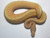 Coral Glow Pinstripe Ball Python for sale | Snakes at sunset