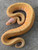 Coral Glow Pinstripe Ball Python for sale | Snakes at sunset